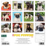 Just Pug Puppies 2024 12" x 12" Wall Calendar