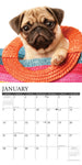 Just Pug Puppies 2024 12" x 12" Wall Calendar