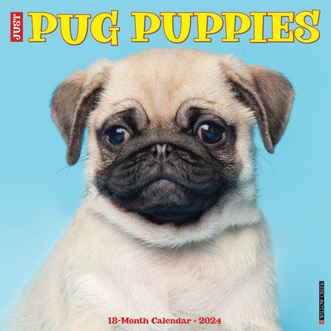 Just Pug Puppies 2024 12" x 12" Wall Calendar