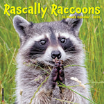 Rascally Raccoons 2024 12" x 12" Wall Calendar