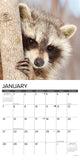 Rascally Raccoons 2024 12" x 12" Wall Calendar
