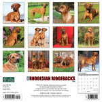 Just Rhodesian Ridgebacks 2024 12" x 12" Wall Calendar