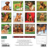 Just Rhodesian Ridgebacks 2024 12" x 12" Wall Calendar
