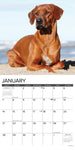 Just Rhodesian Ridgebacks 2024 12" x 12" Wall Calendar
