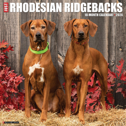 Just Rhodesian Ridgebacks 2024 12" x 12" Wall Calendar