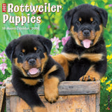 Just Rottweiler Puppies 2024 12" x 12" Wall Calendar