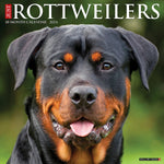 Just Rottweilers 2024 12" x 12" Wall Calendar
