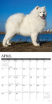 Just Samoyeds 2024 12" x 12" Wall Calendar