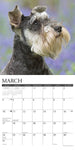 Just Schnauzers 2024 12" x 12" Wall Calendar