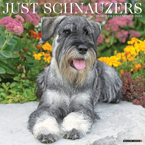 Just Schnauzers 2024 12" x 12" Wall Calendar