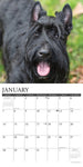 Just Scotties 2024 12" x 12" Wall Calendar