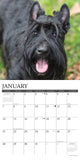 Just Scotties 2024 12" x 12" Wall Calendar