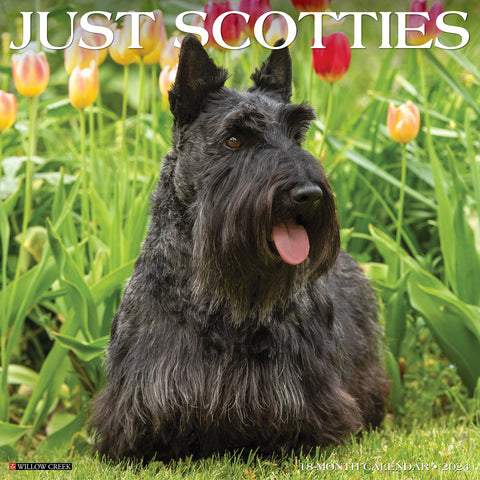 Just Scotties 2024 12" x 12" Wall Calendar