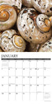 Seashells 2024 12" x 12" Wall Calendar