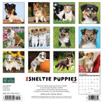 Just Sheltie Puppies 2024 12" x 12" Wall Calendar