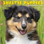 Just Sheltie Puppies 2024 12" x 12" Wall Calendar
