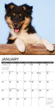 Just Sheltie Puppies 2024 12" x 12" Wall Calendar