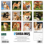 Just Shiba Inus 2024 12" x 12" Wall Calendar