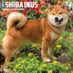Just Shiba Inus 2024 12" x 12" Wall Calendar