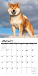 Just Shiba Inus 2024 12" x 12" Wall Calendar