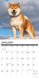 Just Shiba Inus 2024 12" x 12" Wall Calendar