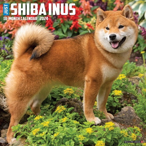 Just Shiba Inus 2024 12" x 12" Wall Calendar