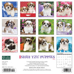 Just Shih Tzu Puppies 2024 12" x 12" Wall Calendar