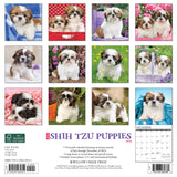 Just Shih Tzu Puppies 2024 12" x 12" Wall Calendar