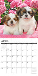 Just Shih Tzu Puppies 2024 12" x 12" Wall Calendar