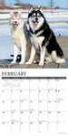 Just Siberian Huskies 2024 12" x 12" Wall Calendar