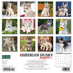 Just Siberian Husky Puppies 2024 12" x 12" Wall Calendar