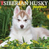 Just Siberian Husky Puppies 2024 12" x 12" Wall Calendar