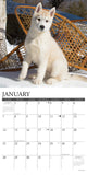 Just Siberian Husky Puppies 2024 12" x 12" Wall Calendar