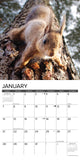 Squirrels 2024 12" x 12" Wall Calendar