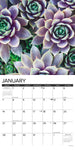 Succulents 2024 12" x 12" Wall Calendar
