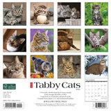 Just Tabby Cats 2024 12" x 12" Wall Calendar