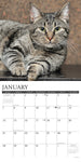 Just Tabby Cats 2024 12" x 12" Wall Calendar