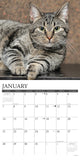 Just Tabby Cats 2024 12" x 12" Wall Calendar