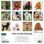 Just Toy & Miniature Poodles 2024 12" x 12" Wall Calendar