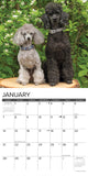 Just Toy & Miniature Poodles 2024 12" x 12" Wall Calendar