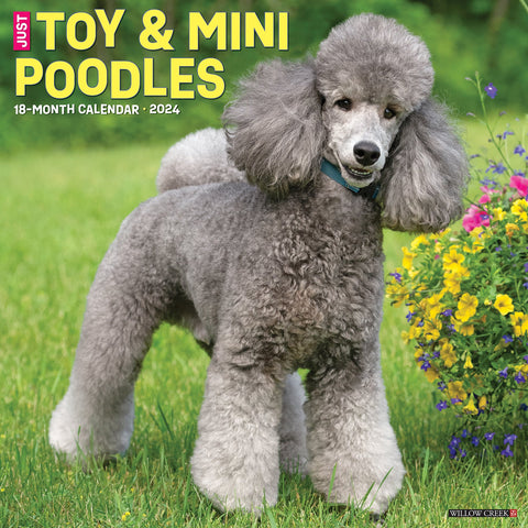 Just Toy & Miniature Poodles 2024 12" x 12" Wall Calendar