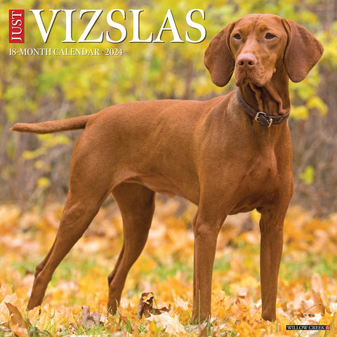 Just Vizslas 2024 12" x 12" Wall Calendar