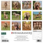 Just Weimaraners 2024 12" x 12" Wall Calendar