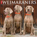 Just Weimaraners 2024 12" x 12" Wall Calendar