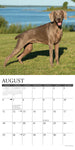 Just Weimaraners 2024 12" x 12" Wall Calendar