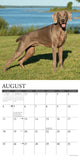 Just Weimaraners 2024 12" x 12" Wall Calendar