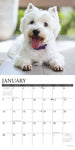 Just Westies 2024 12" x 12" Wall Calendar