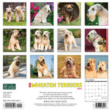 Just Wheaton Terriers 2024 12" x 12" Wall Calendar