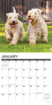 Just Wheaton Terriers 2024 12" x 12" Wall Calendar