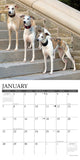 Just Whippets 2024 12" x 12" Wall Calendar
